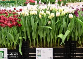 Tulipa Shirley Double ® (1)